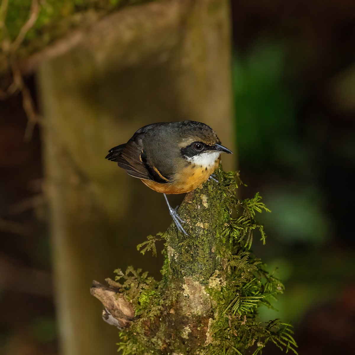 Black-faced Antbird - ML642914759