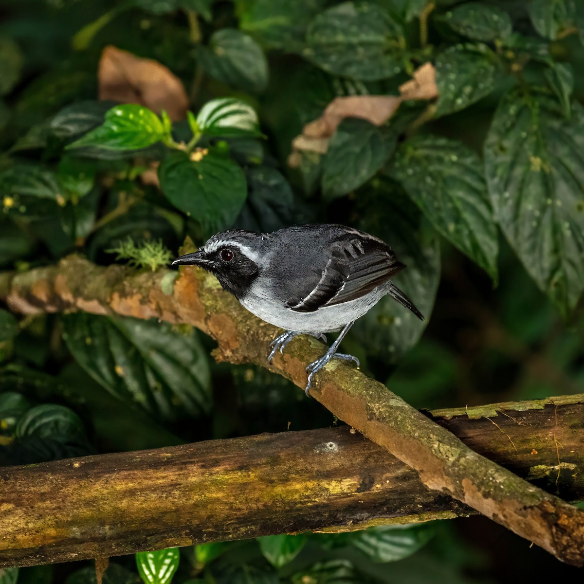 Black-faced Antbird - ML642914761