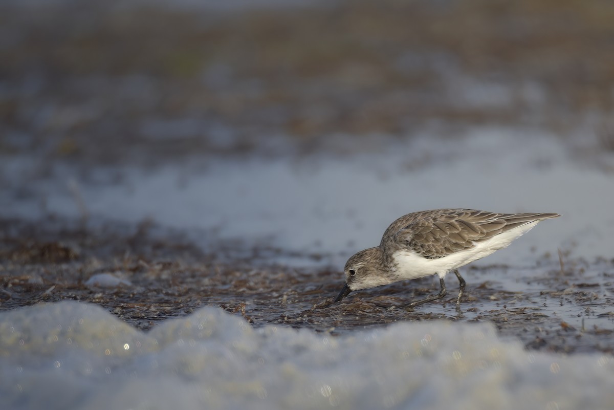 Semipalmated Sandpiper - ML642914768