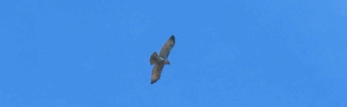 Red-tailed Hawk - ML642914780