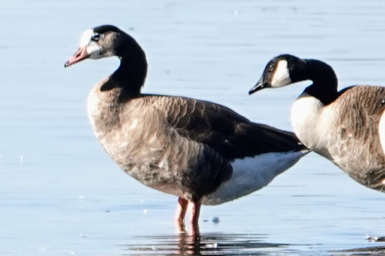 Domestic goose sp. x Canada Goose (hybrid) - ML642914788