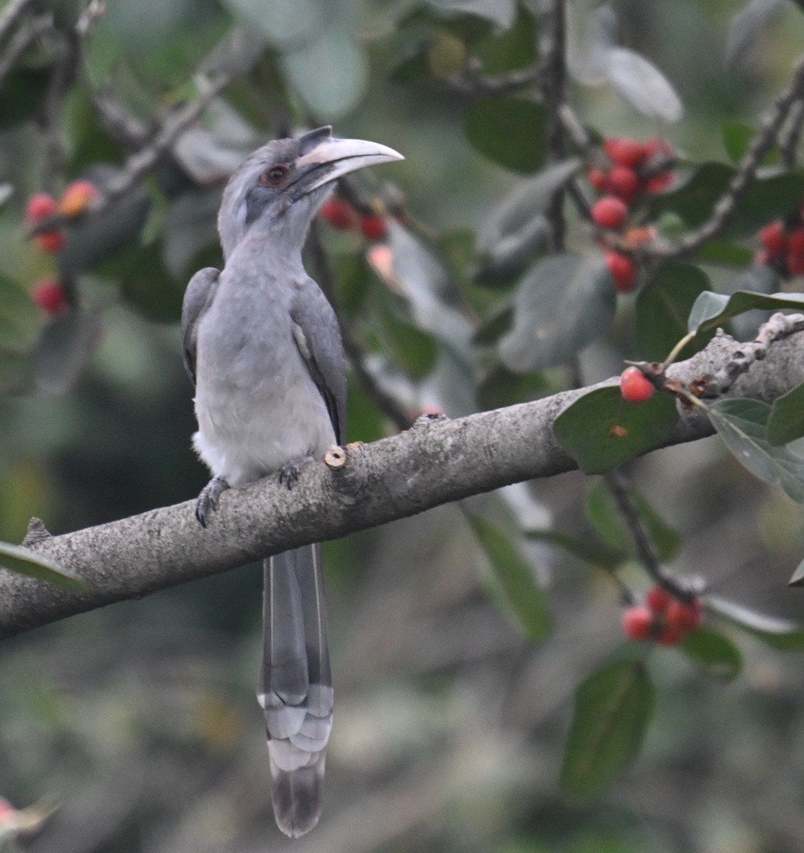 Indian Gray Hornbill - ML642914799