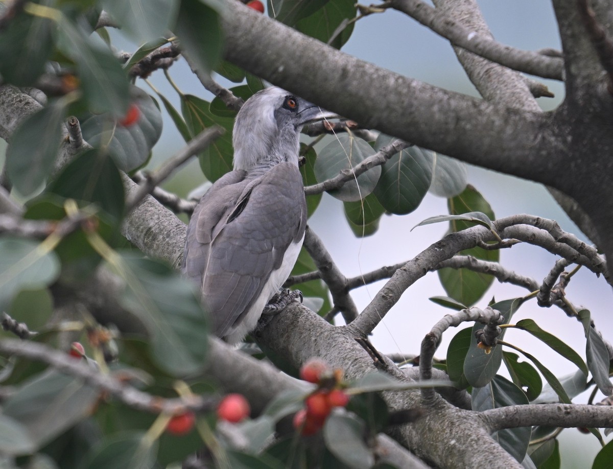 Indian Gray Hornbill - ML642914800
