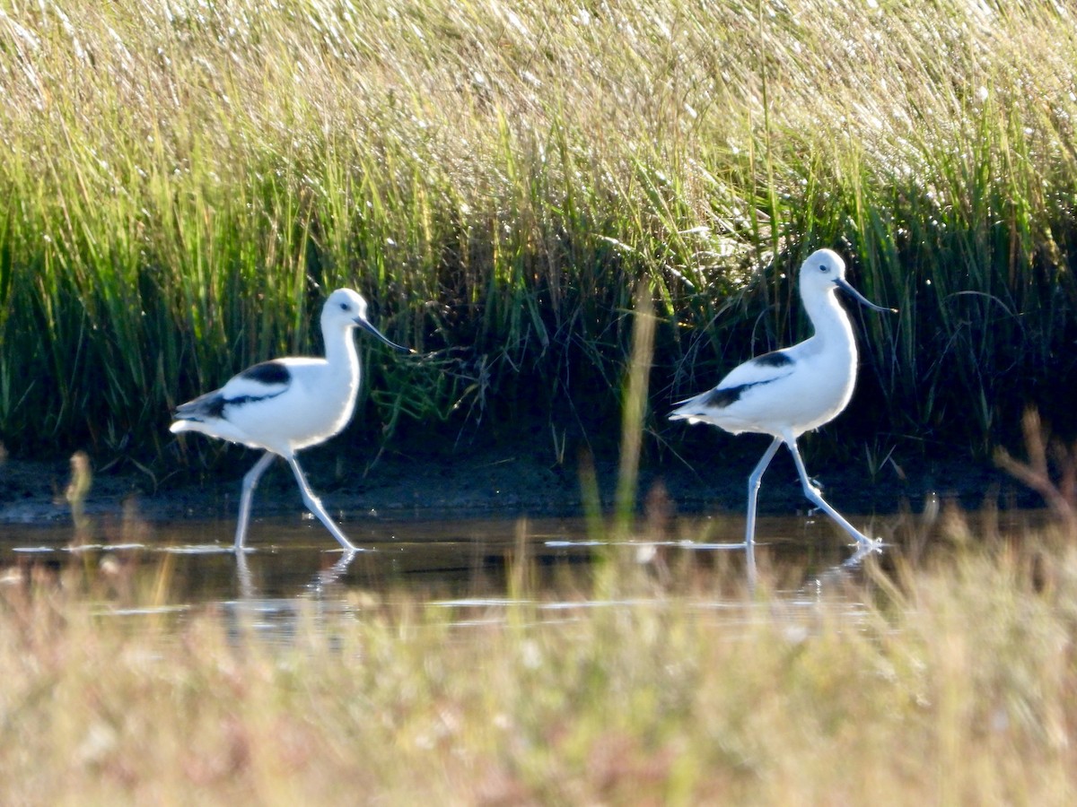 American Avocet - ML642914807