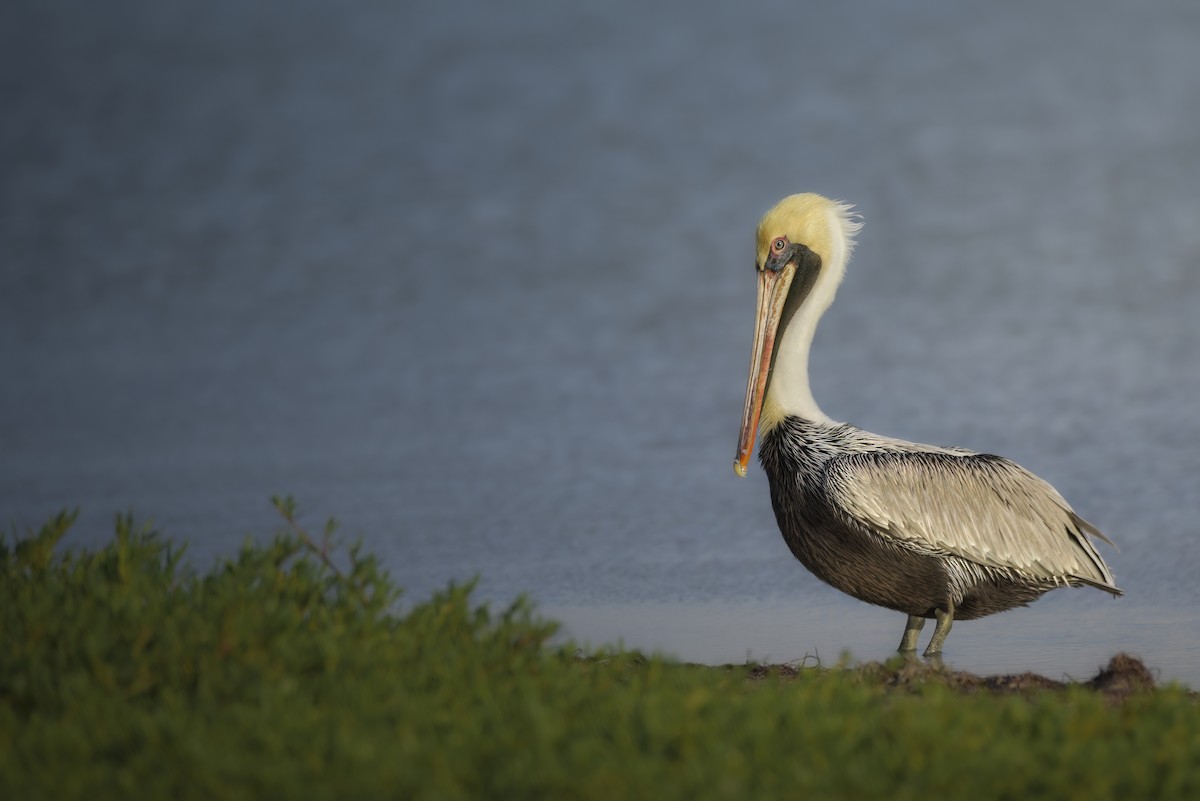 Brown Pelican - ML642914814