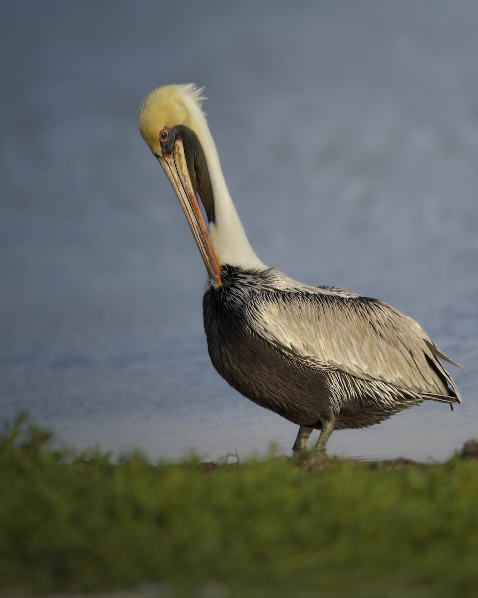 Brown Pelican - ML642914815