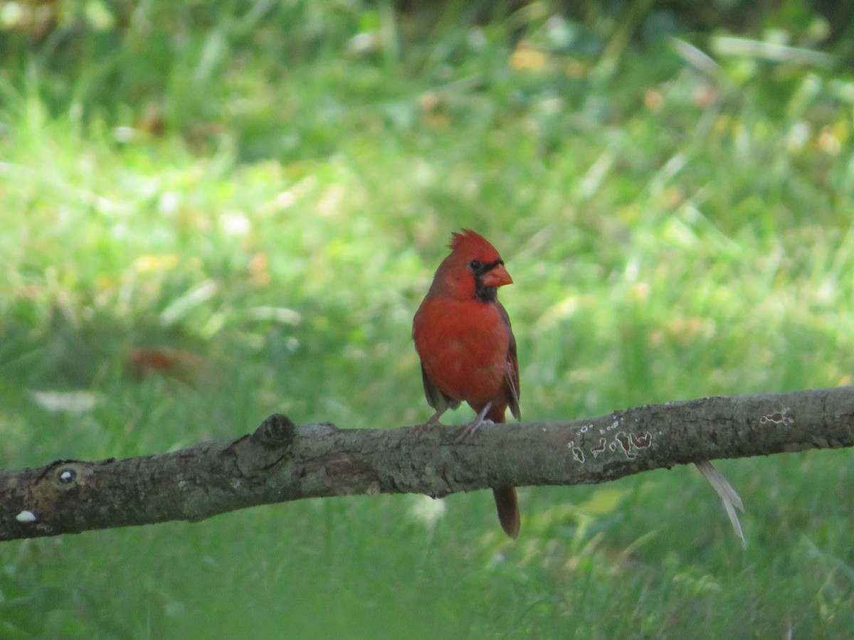 Northern Cardinal - ML642914818