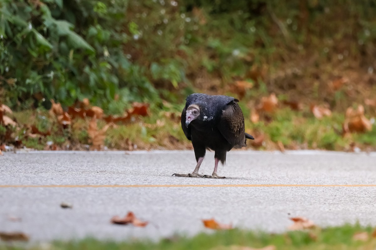 kondor krocanovitý - ML642914826