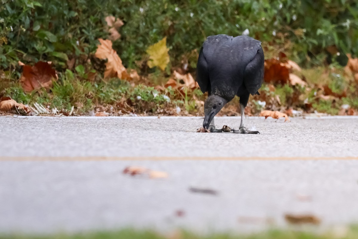 kondor havranovitý - ML642914827