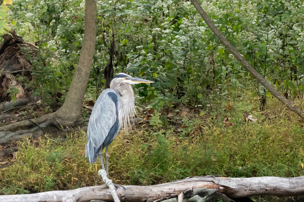 Great Blue Heron - ML642914838