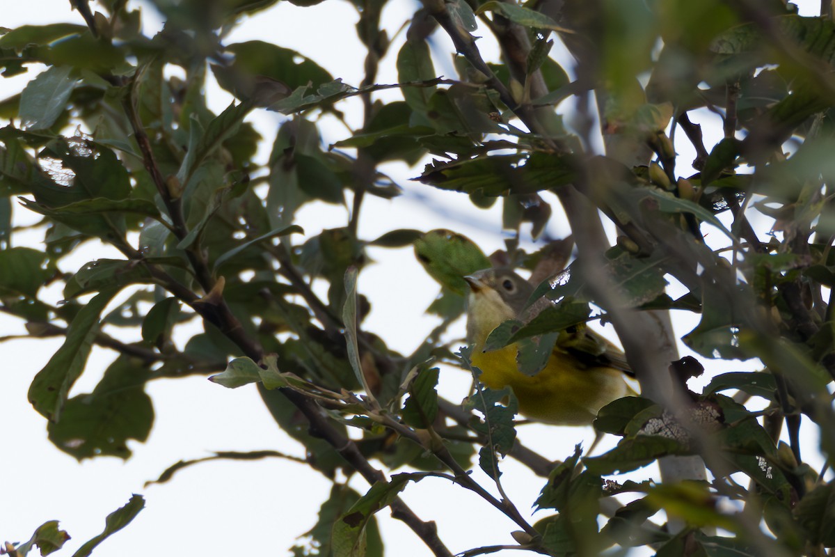 Nashville Warbler - ML642914847