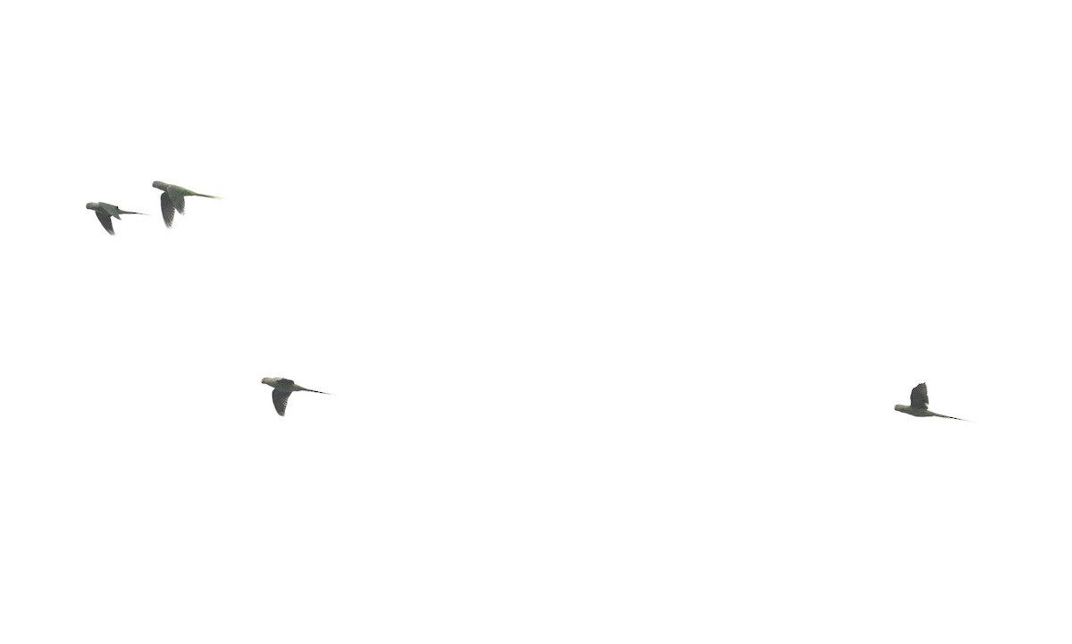 Alexandrine Parakeet - ML642914850