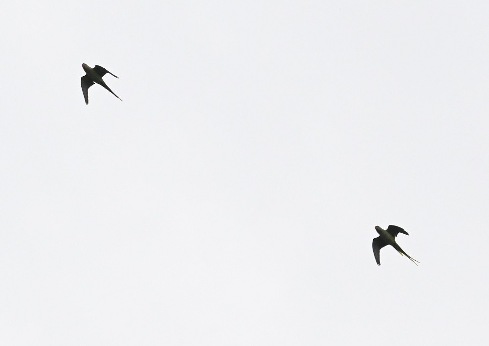 Alexandrine Parakeet - ML642914854