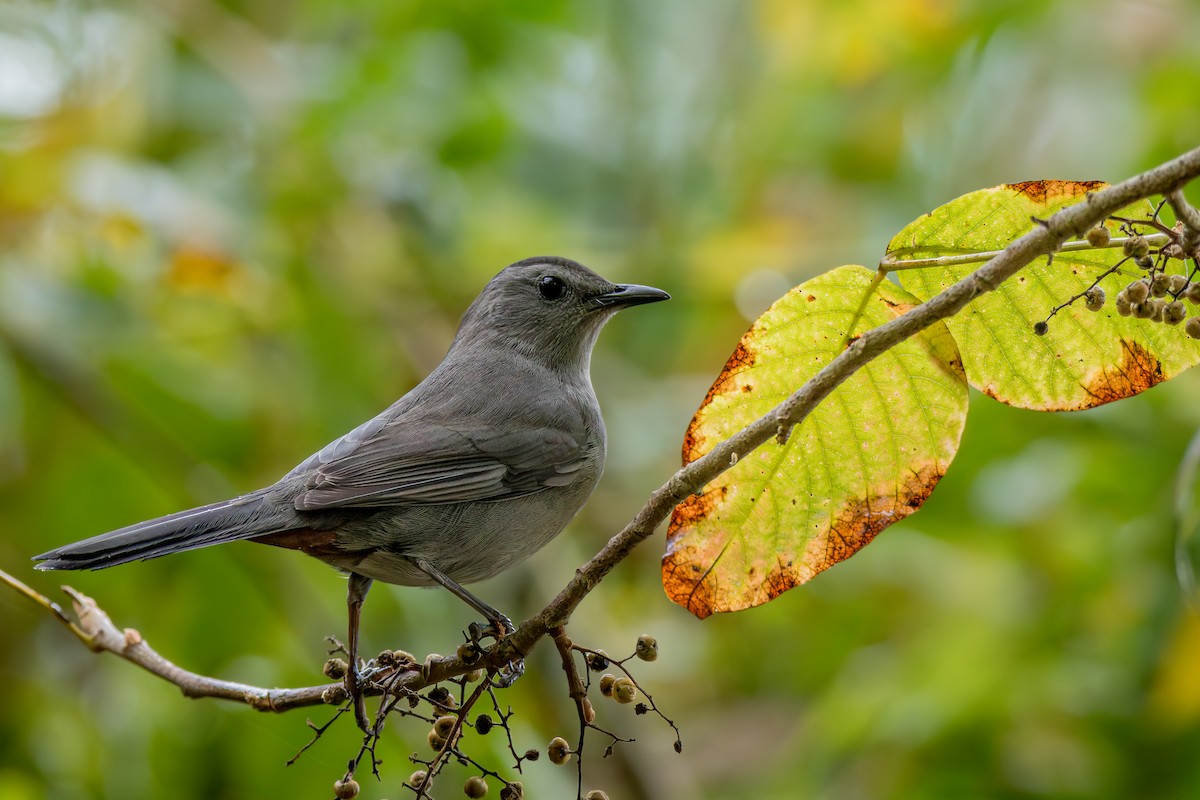 Gray Catbird - ML642914856