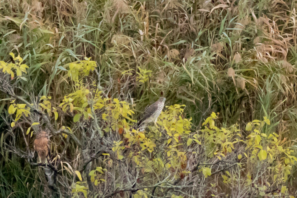 Cooper's Hawk - ML642914864