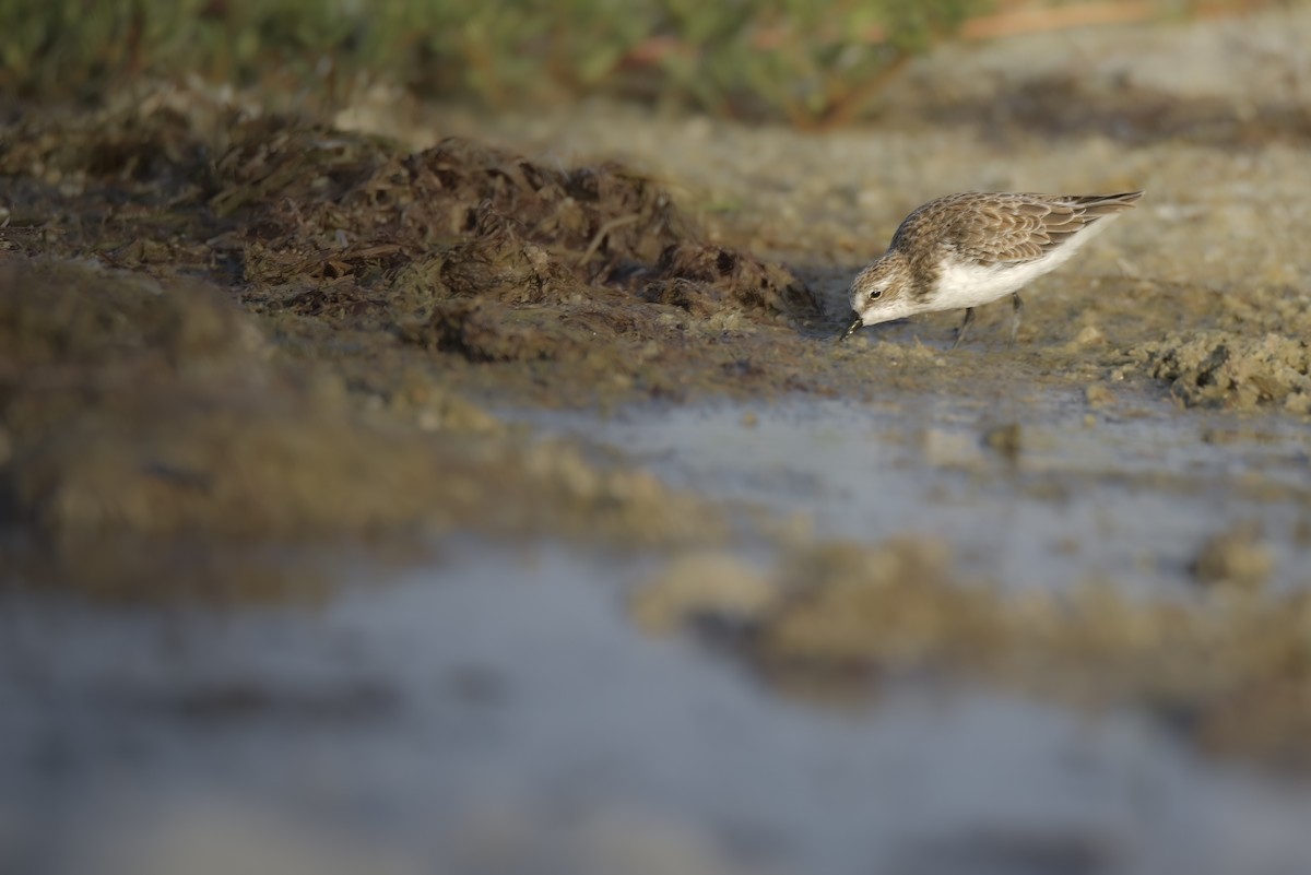 Semipalmated Sandpiper - ML642914870