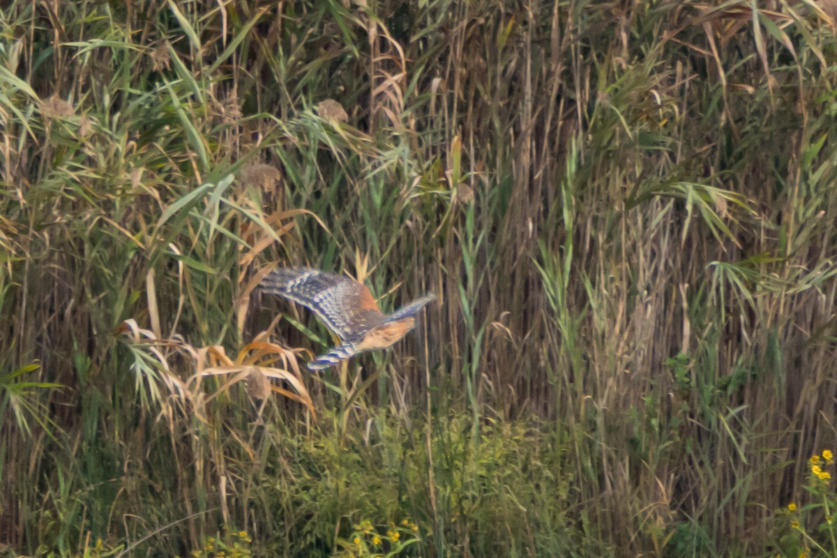 Red-shouldered Hawk - ML642914871