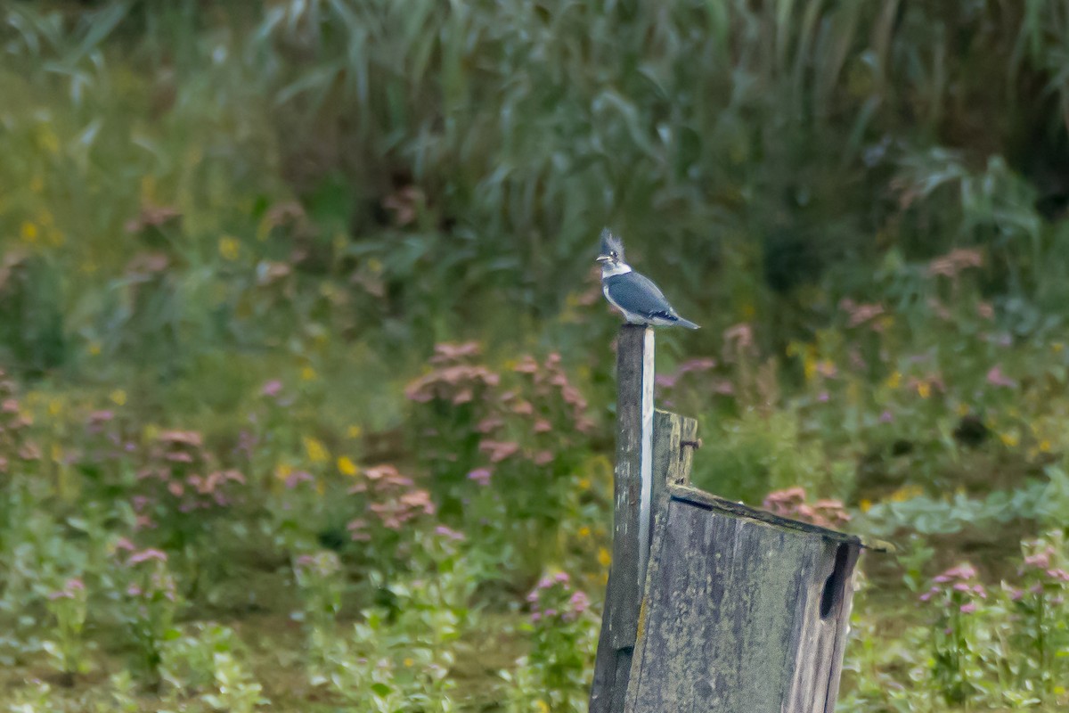 Belted Kingfisher - ML642914876