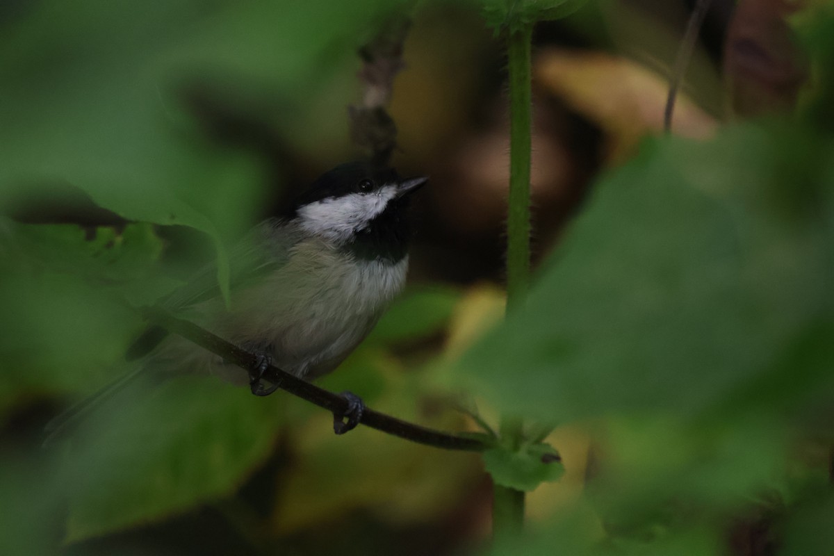 sýkora karolínská - ML642914880