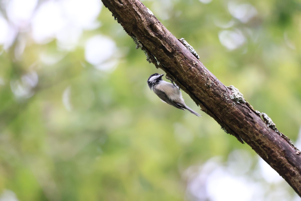 Carolina Chickadee - ML642914882