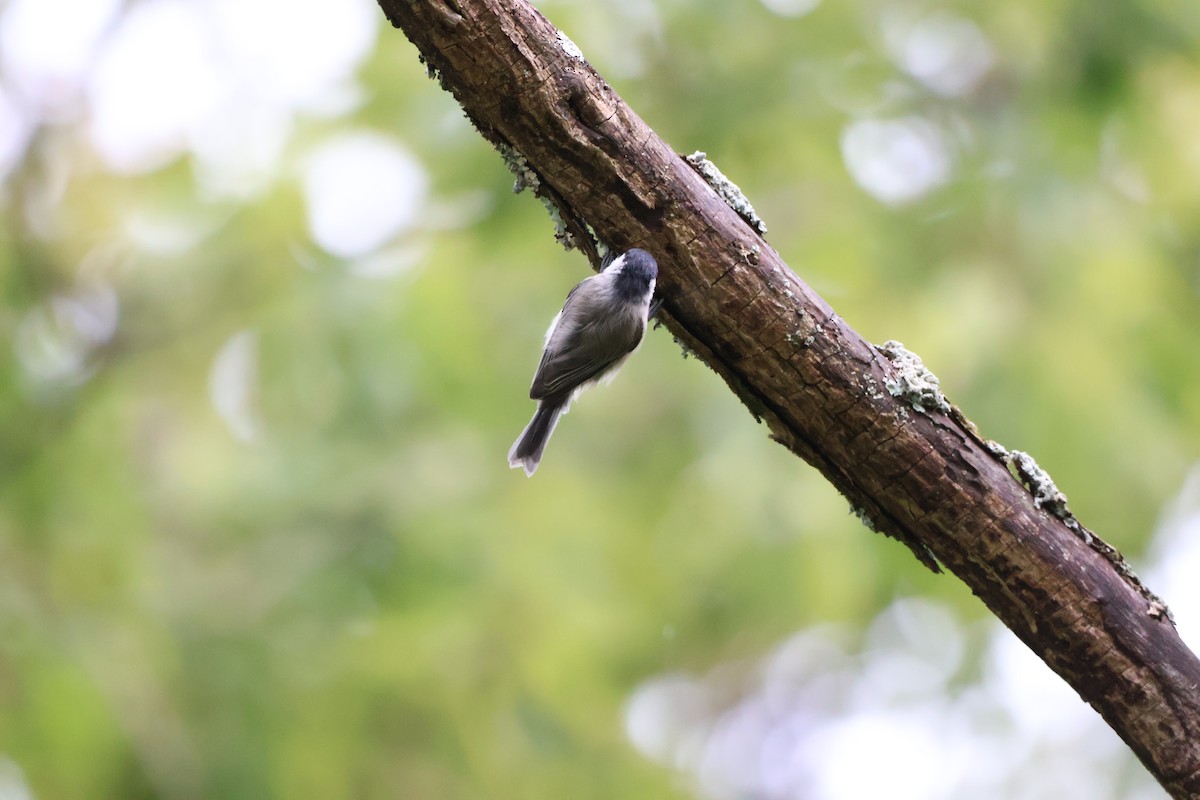 Carolina Chickadee - ML642914889