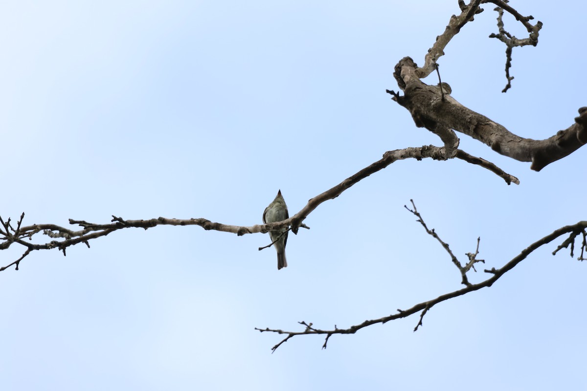 Eastern Wood-Pewee - ML642914896