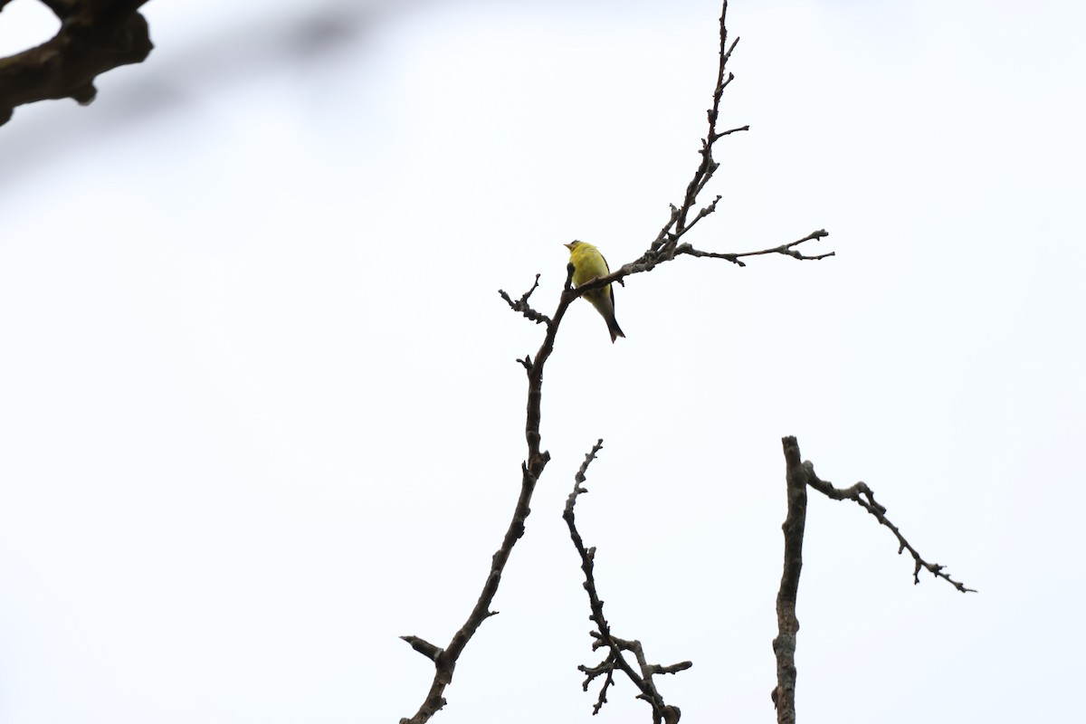 American Goldfinch - ML642914911