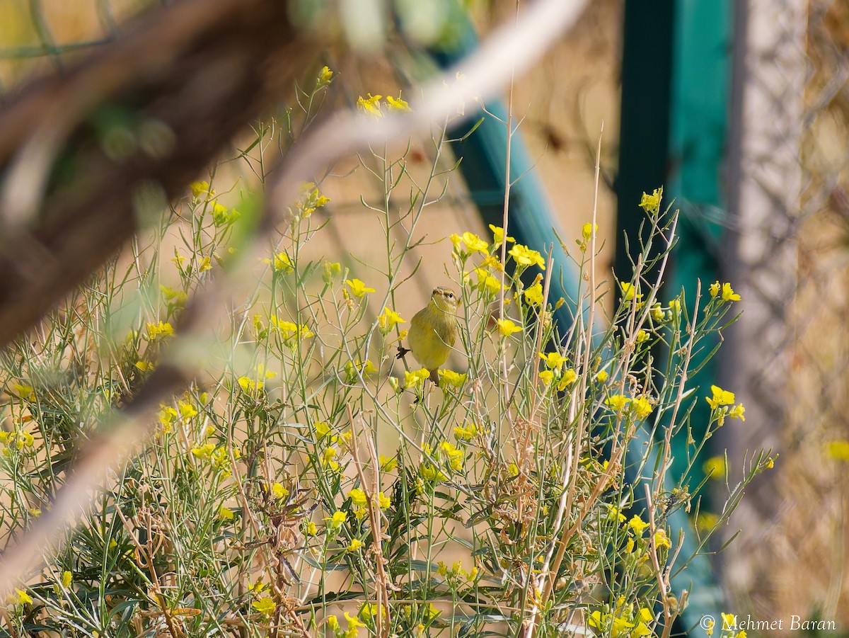 Willow Warbler - ML642914912