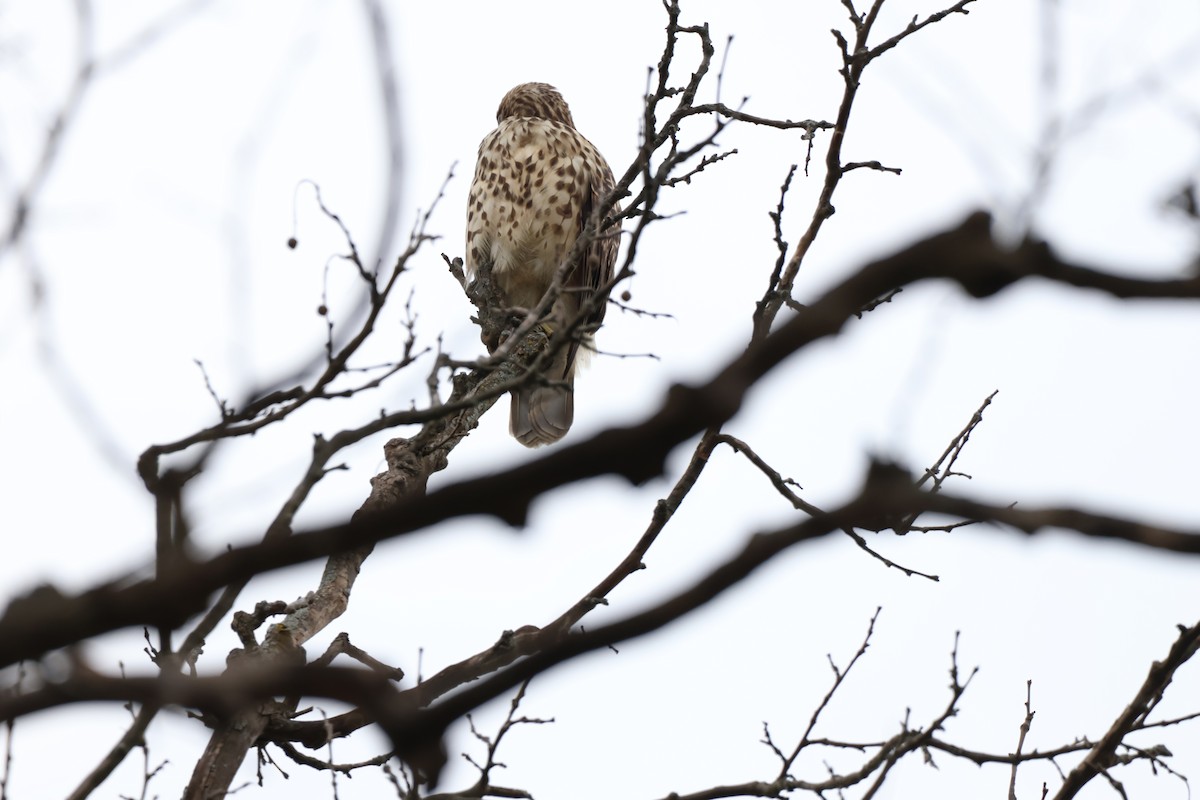 káně páskovaná - ML642914916