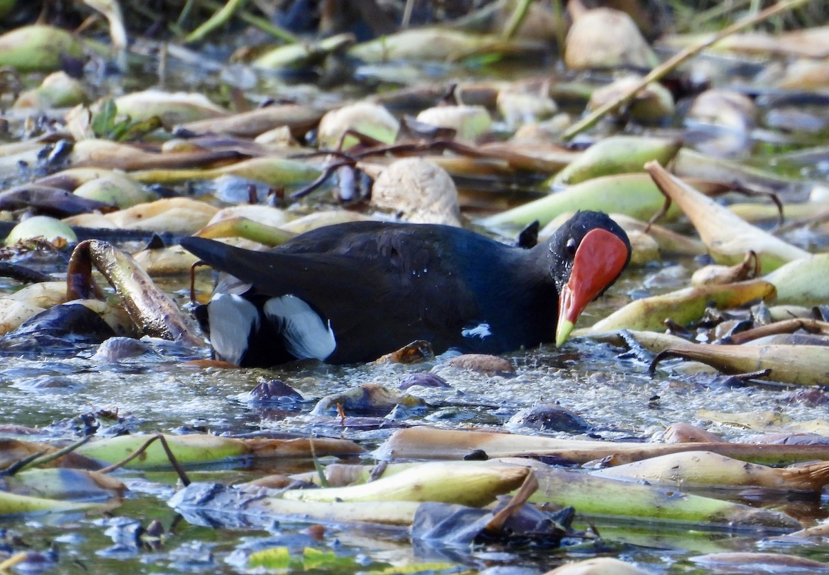 Common Gallinule - ML642914920