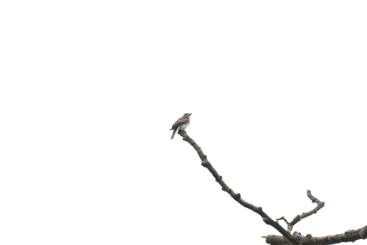Eastern Wood-Pewee - ML642914923