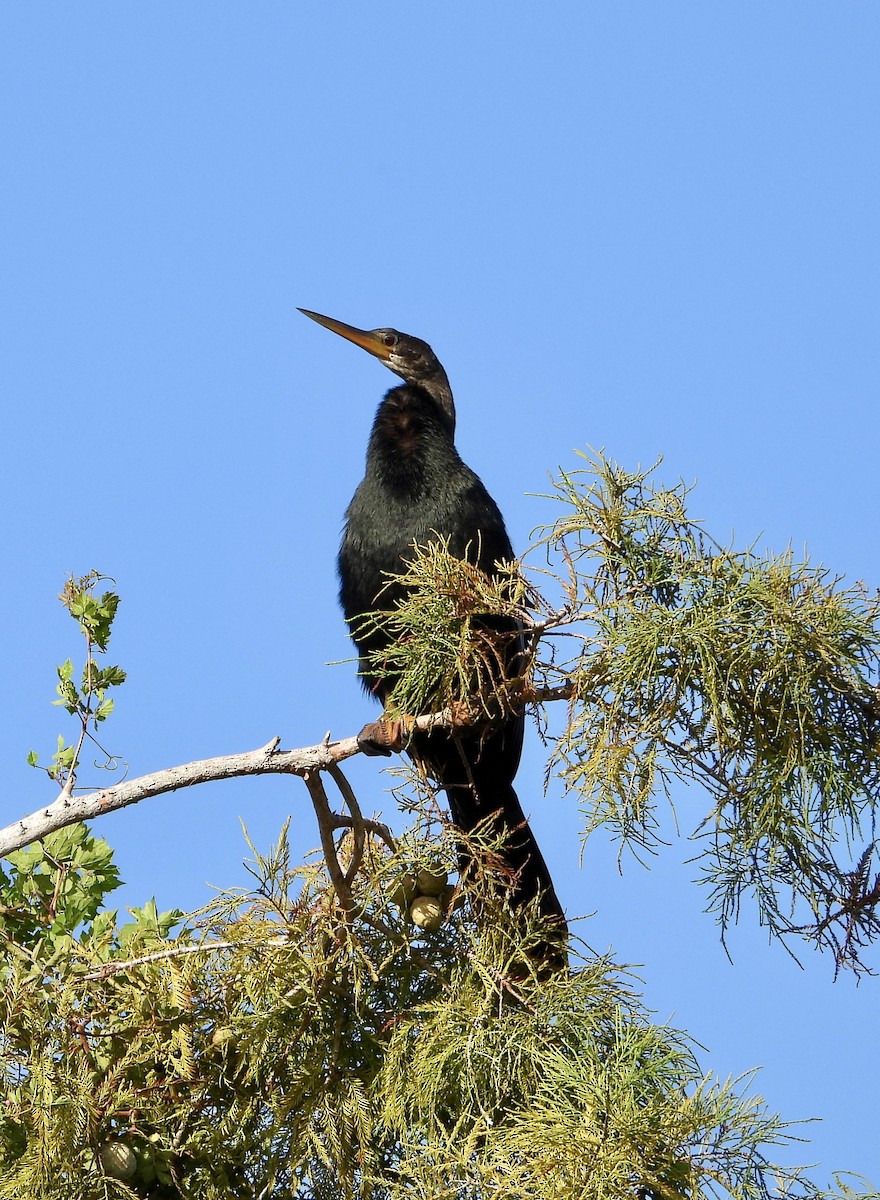 Anhinga - ML642914935