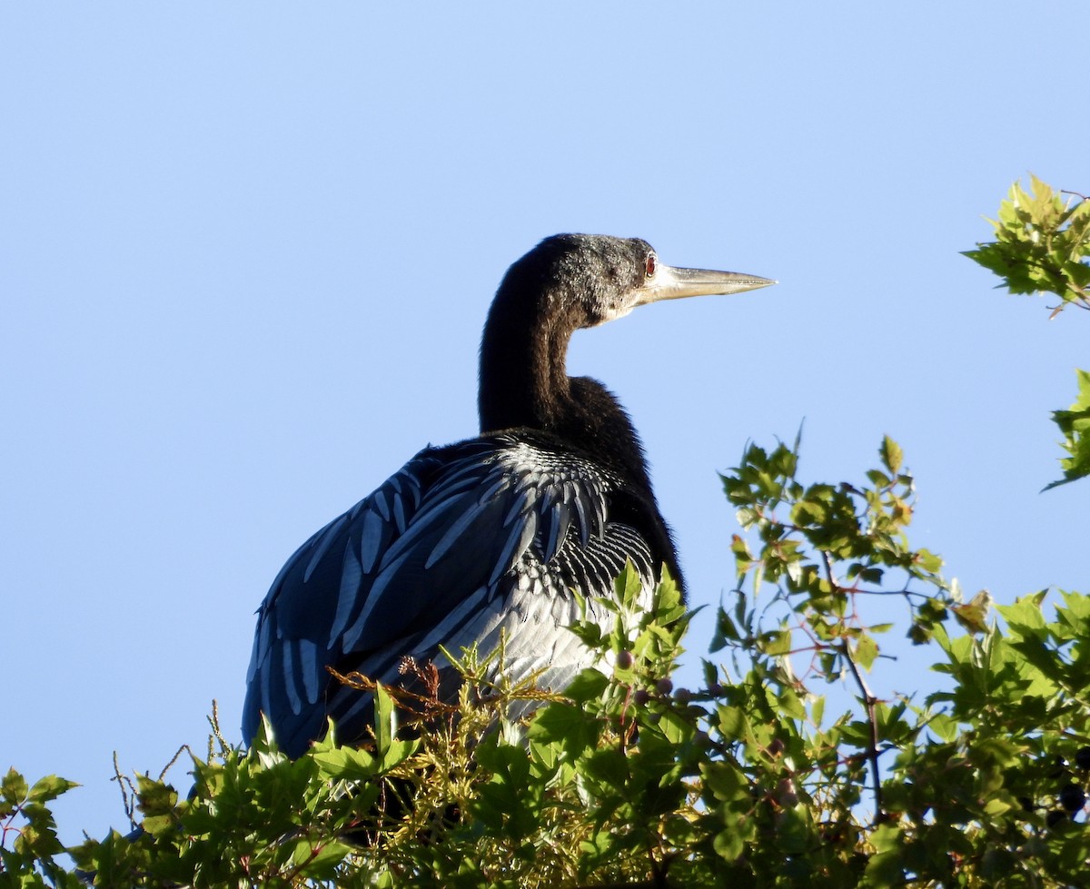 Anhinga - ML642914936