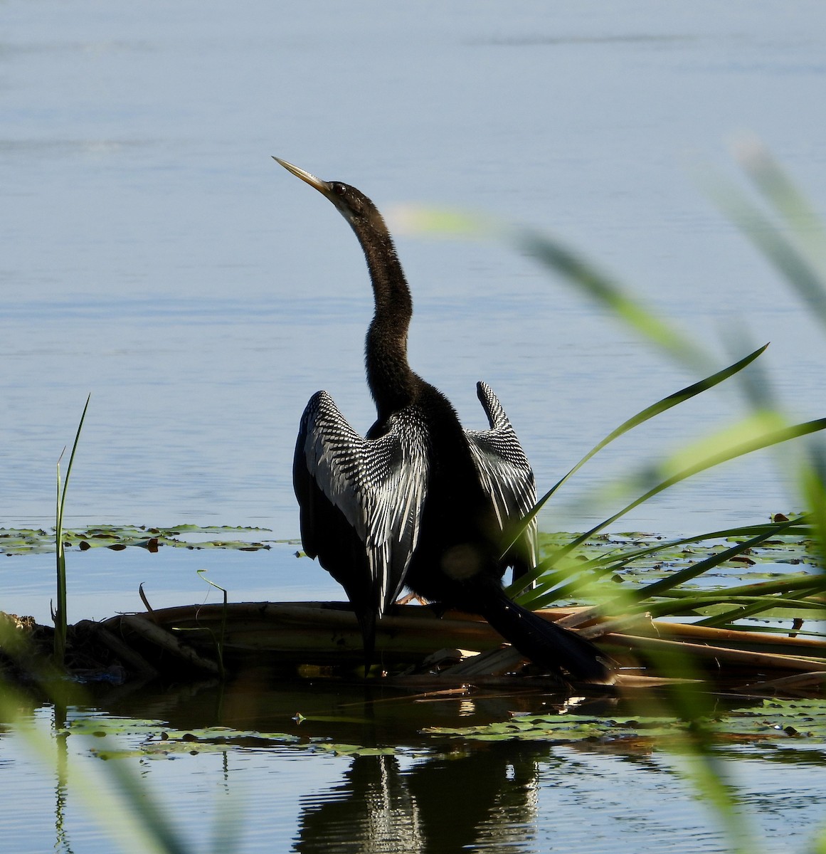 Anhinga - ML642914937