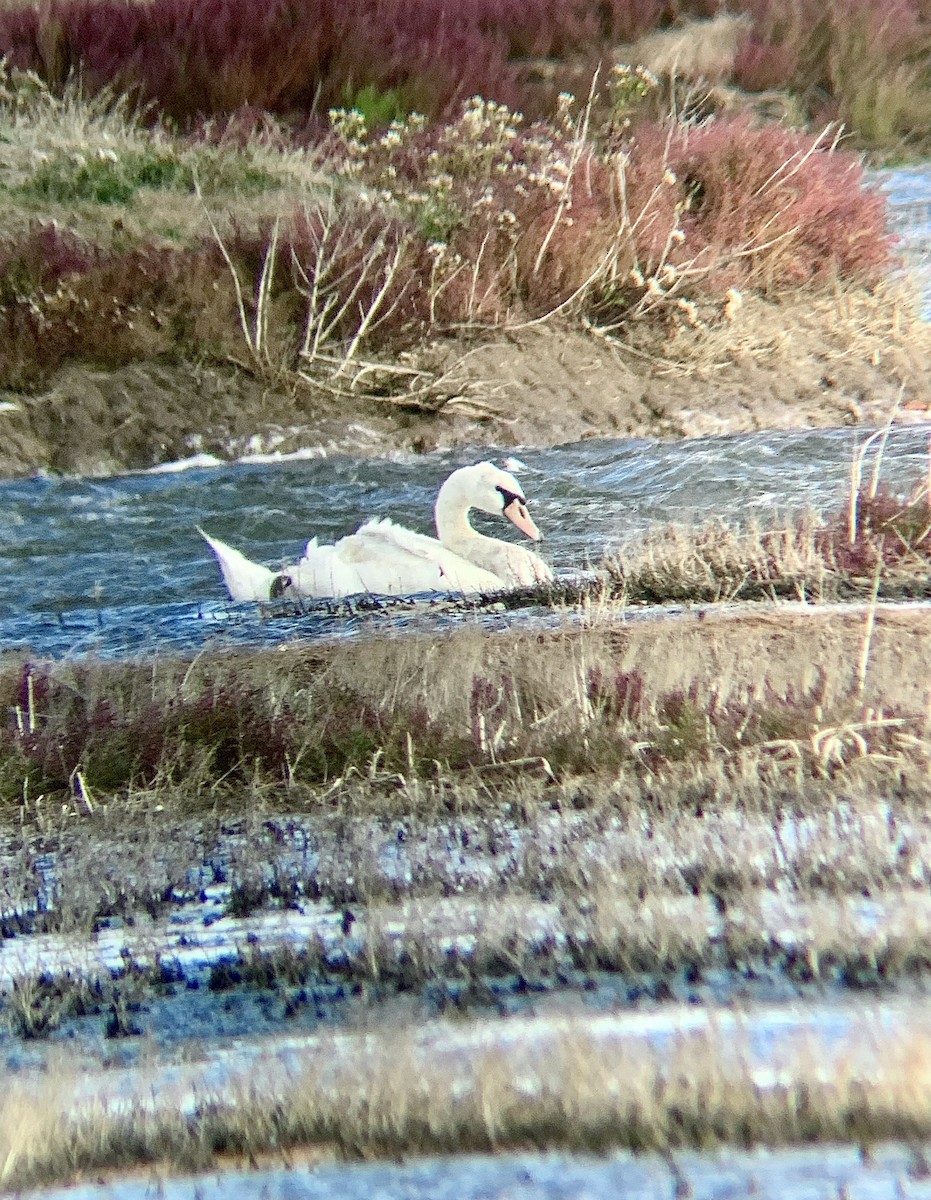Cigno reale - ML642914944