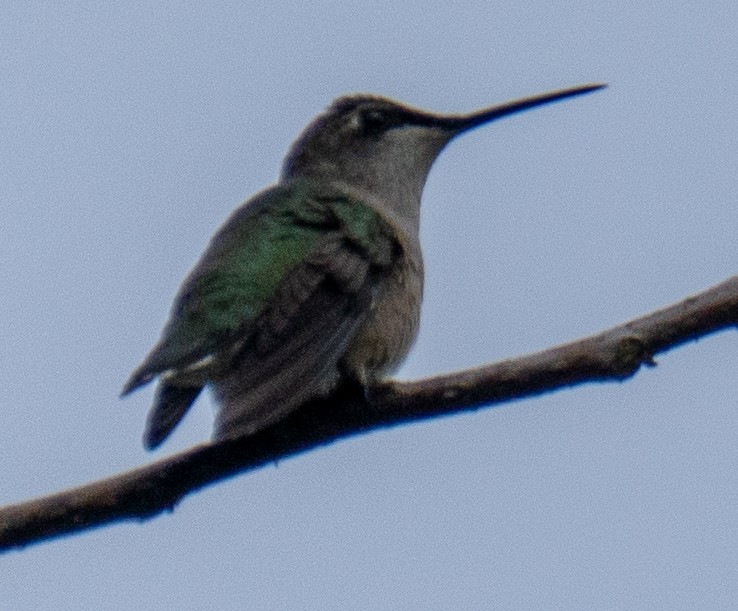 Colibri à gorge rubis - ML642914946