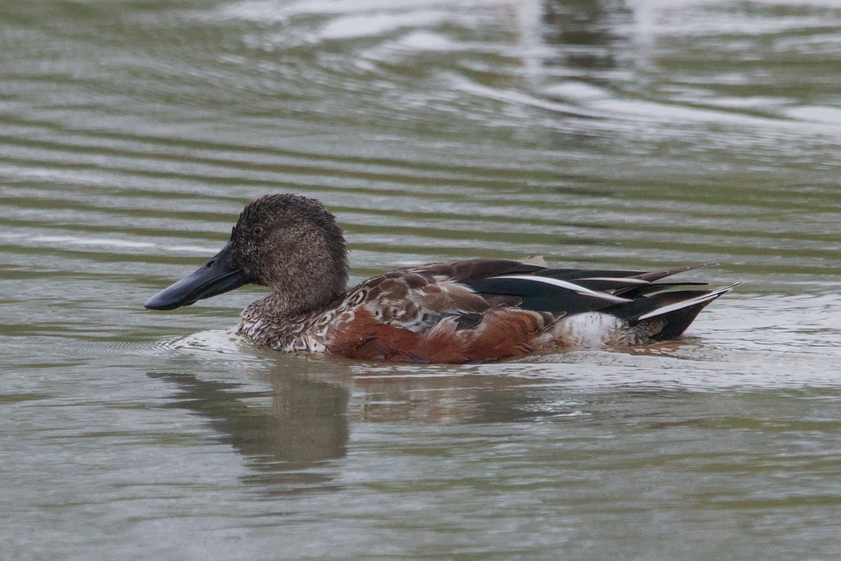 Northern Shoveler - ML642914952