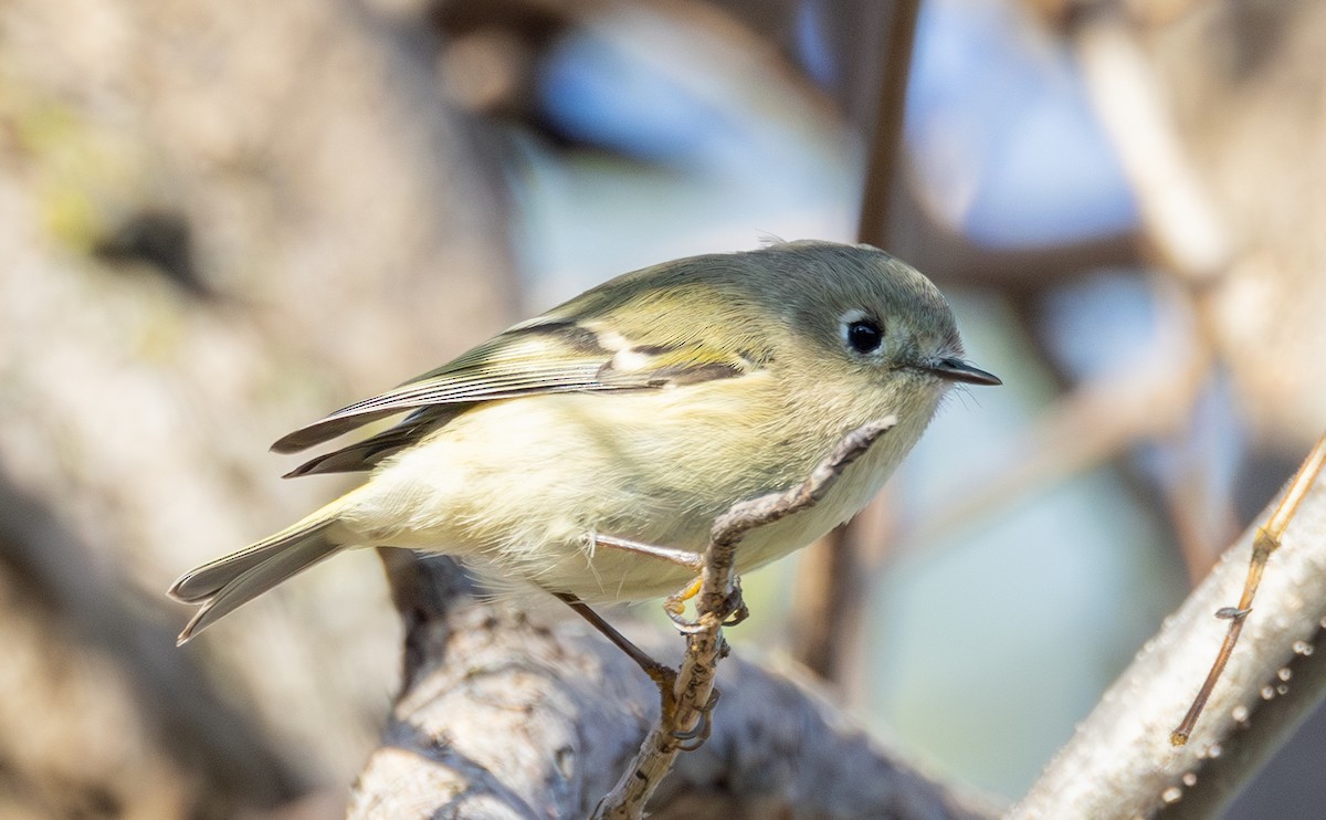 Ruby-crowned Kinglet - ML642914953