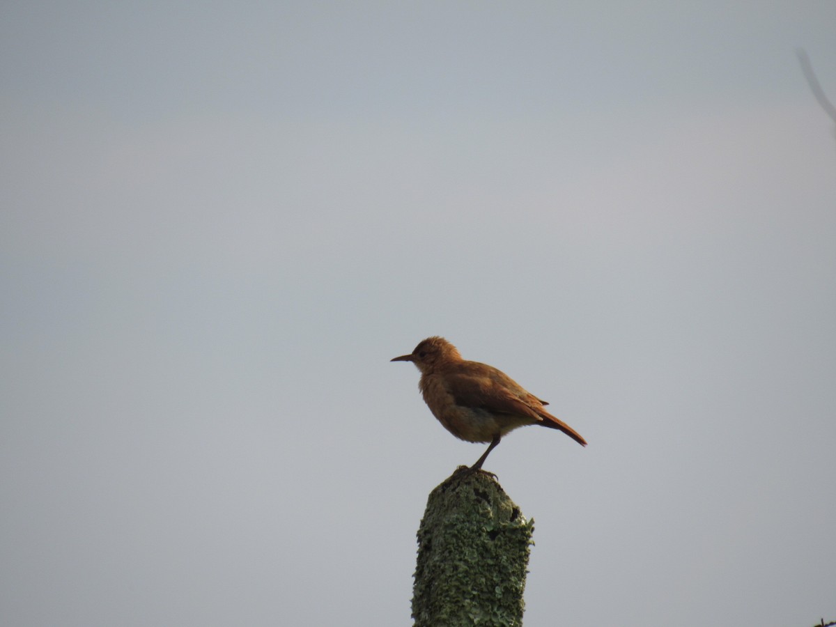 Rufous Hornero - ML642914958