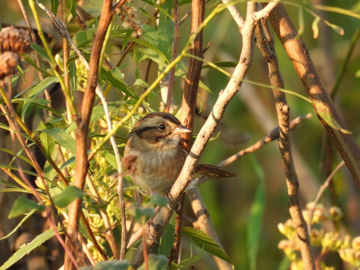 Swamp Sparrow - ML642914959