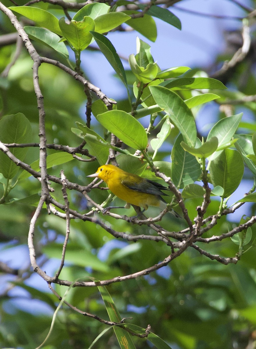 Prothonotary Warbler - ML642914991