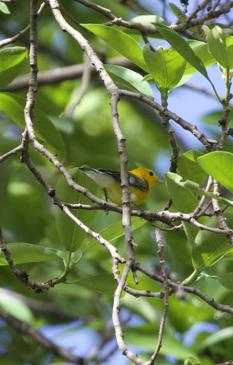 Prothonotary Warbler - ML642914992
