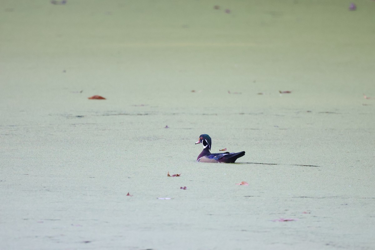 Wood Duck - ML642915005