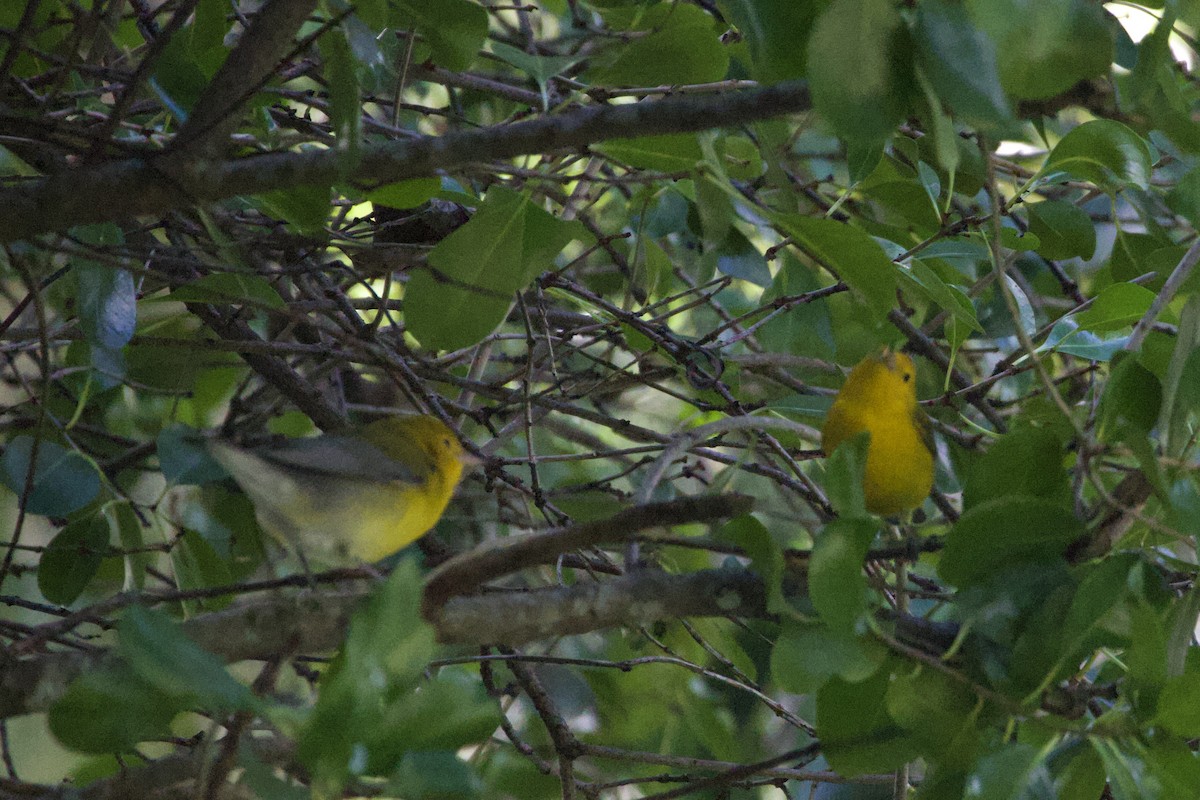 Prothonotary Warbler - ML642915006