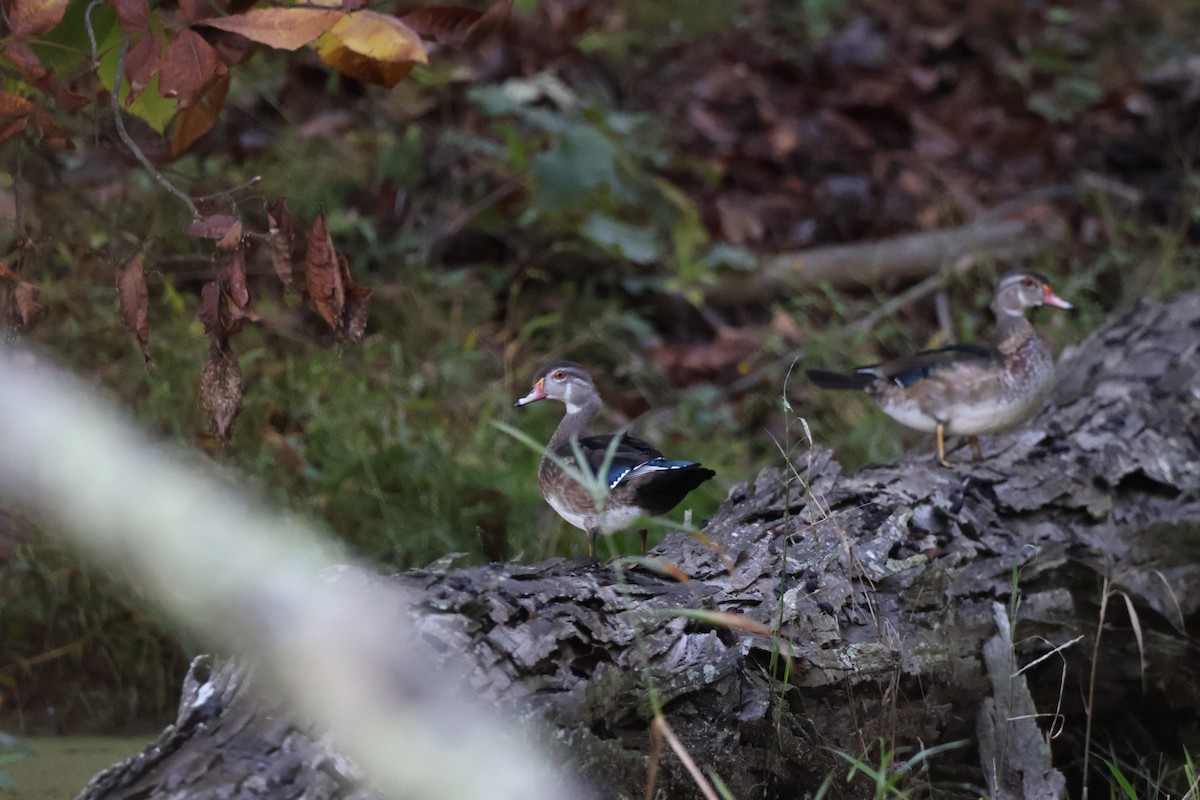 Wood Duck - ML642915009