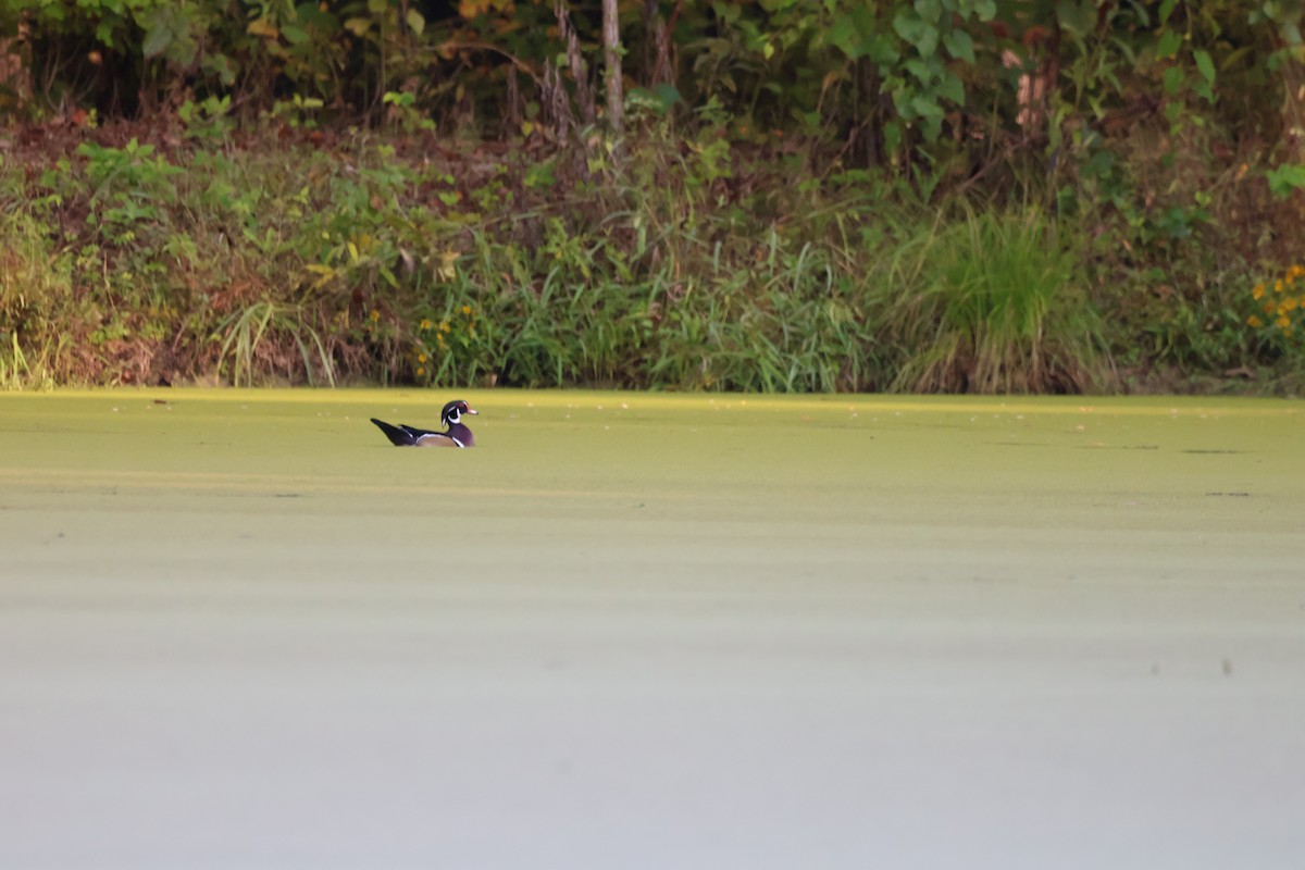 Wood Duck - ML642915018