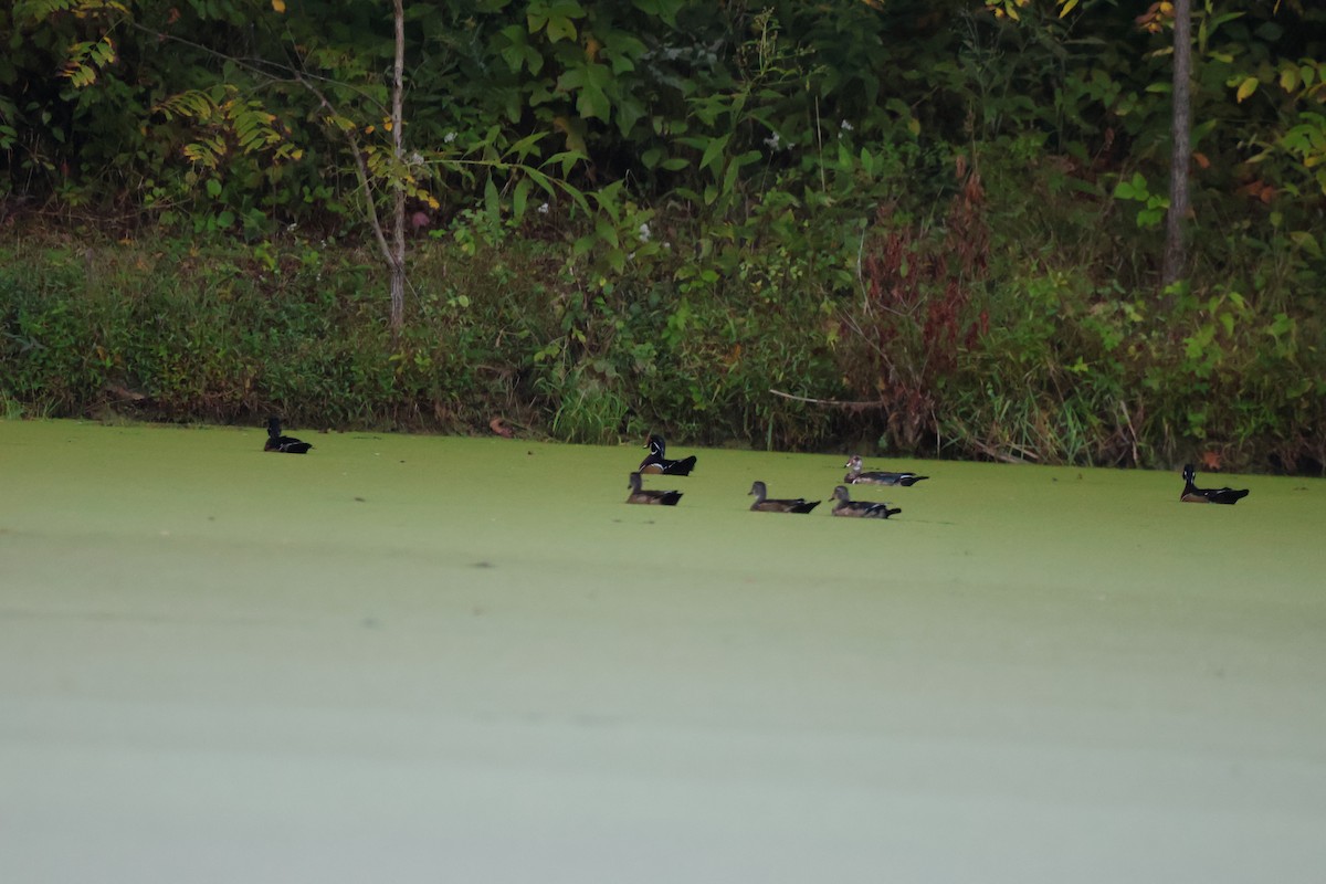 Wood Duck - ML642915021