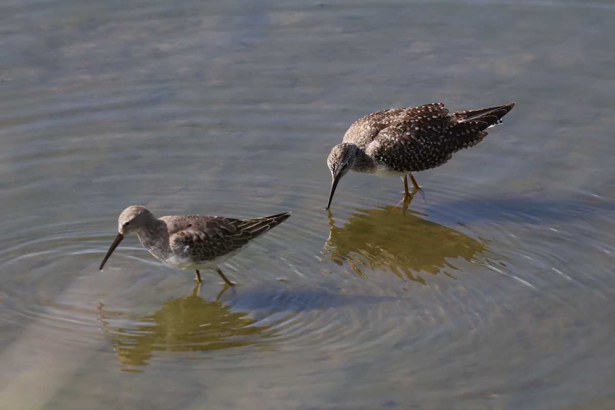 Stilt Sandpiper - ML642915022