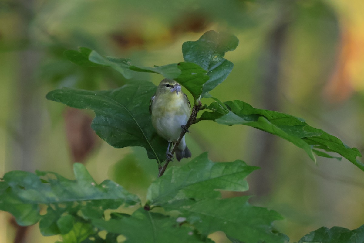 Tennessee Warbler - ML642915031