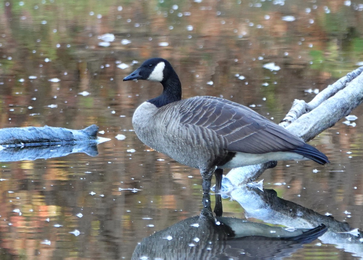 Canada Goose - ML642915035